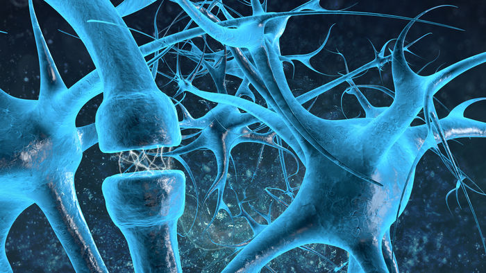 Wichtiges Molekül für Botenstoffausschüttung in Synapsen identifiziert